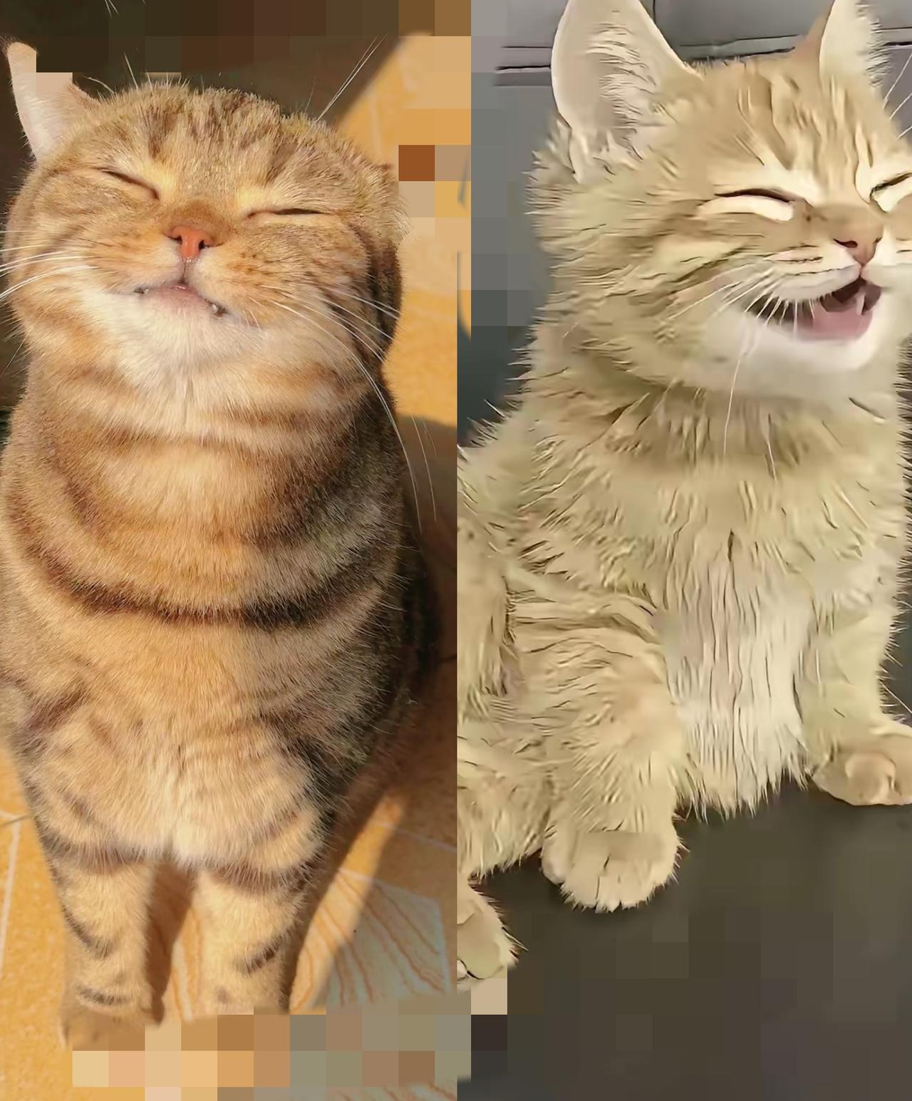 谁能想到，一只小猫的微笑，是一场温柔的相遇。早上准备开车上班，才发现昨晚车门没关