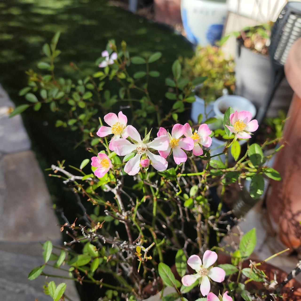 刚才在教室里工作，忽然有人按门铃，从对讲机摄像头看过去，是一位不认识的老太太。