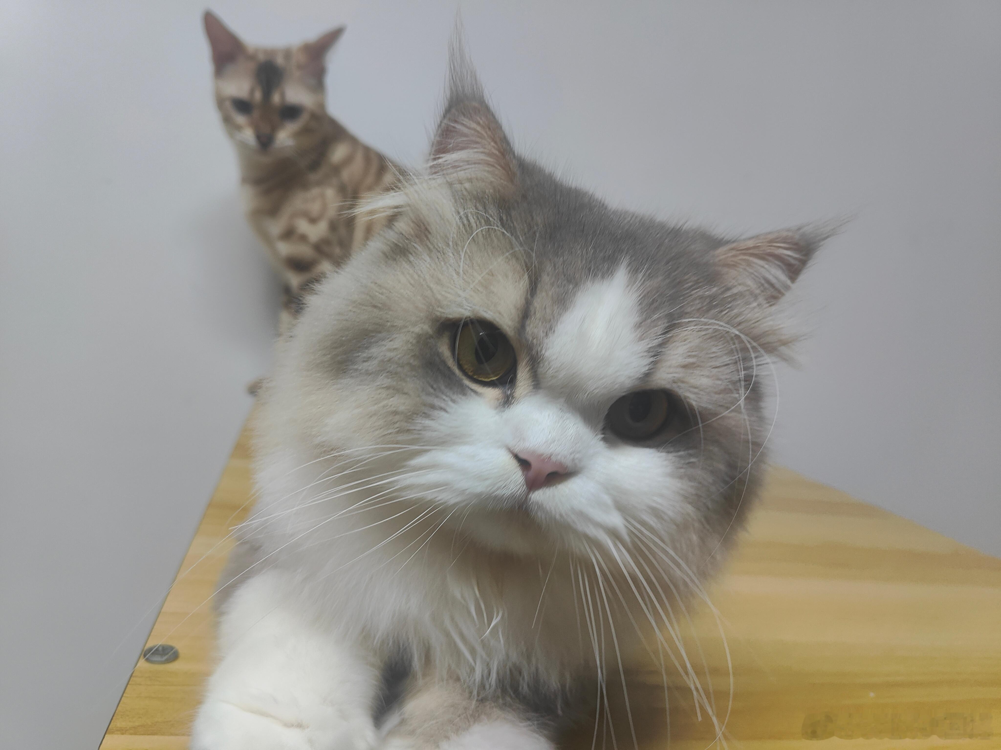 诗意回忆 这是俩只小猫