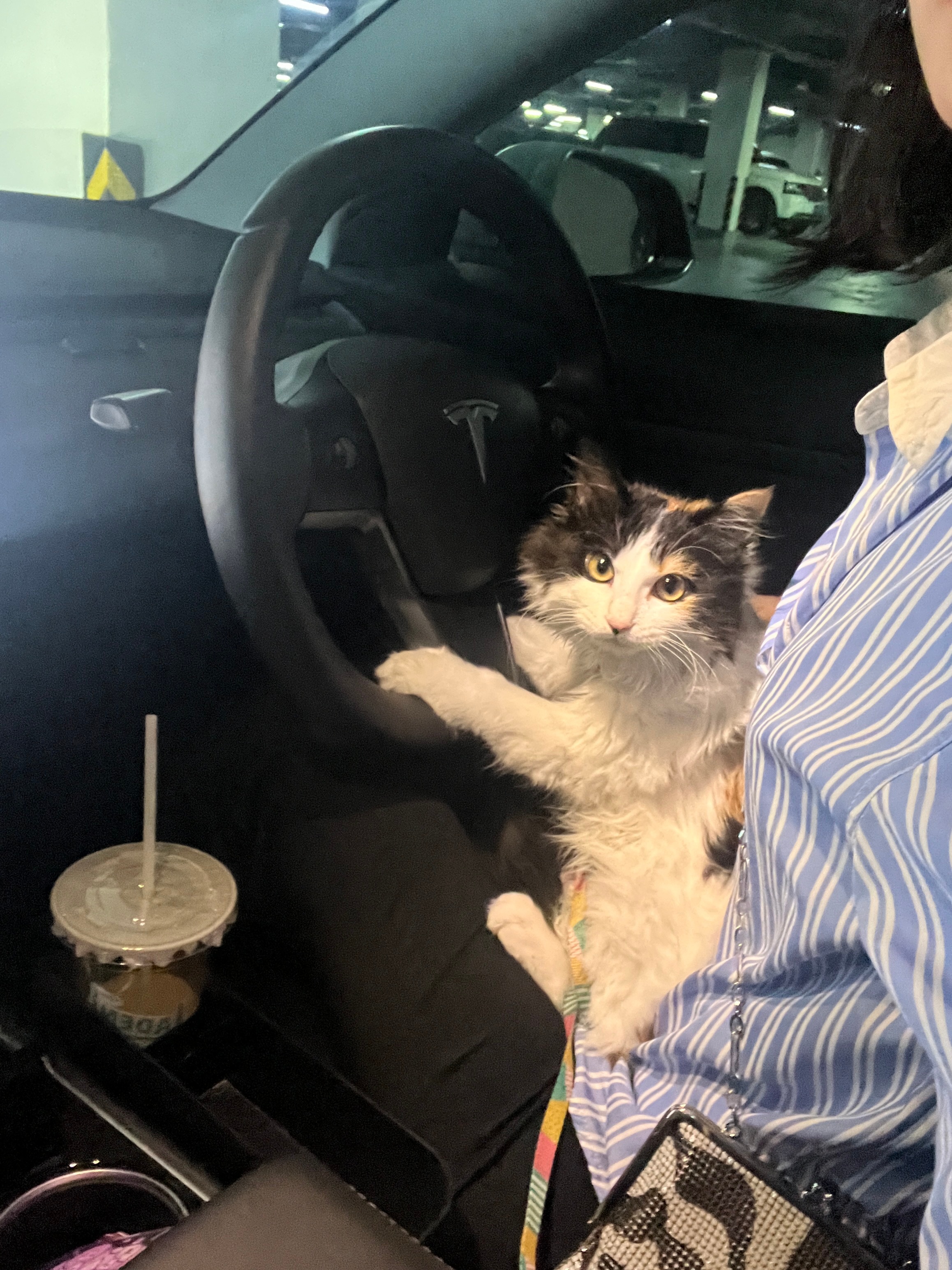 姨姨们上车，带你粗去玩！#春日萌宠随手拍##宠物奥斯卡# ​​​