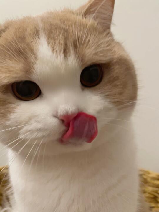 人、给咪吃一口