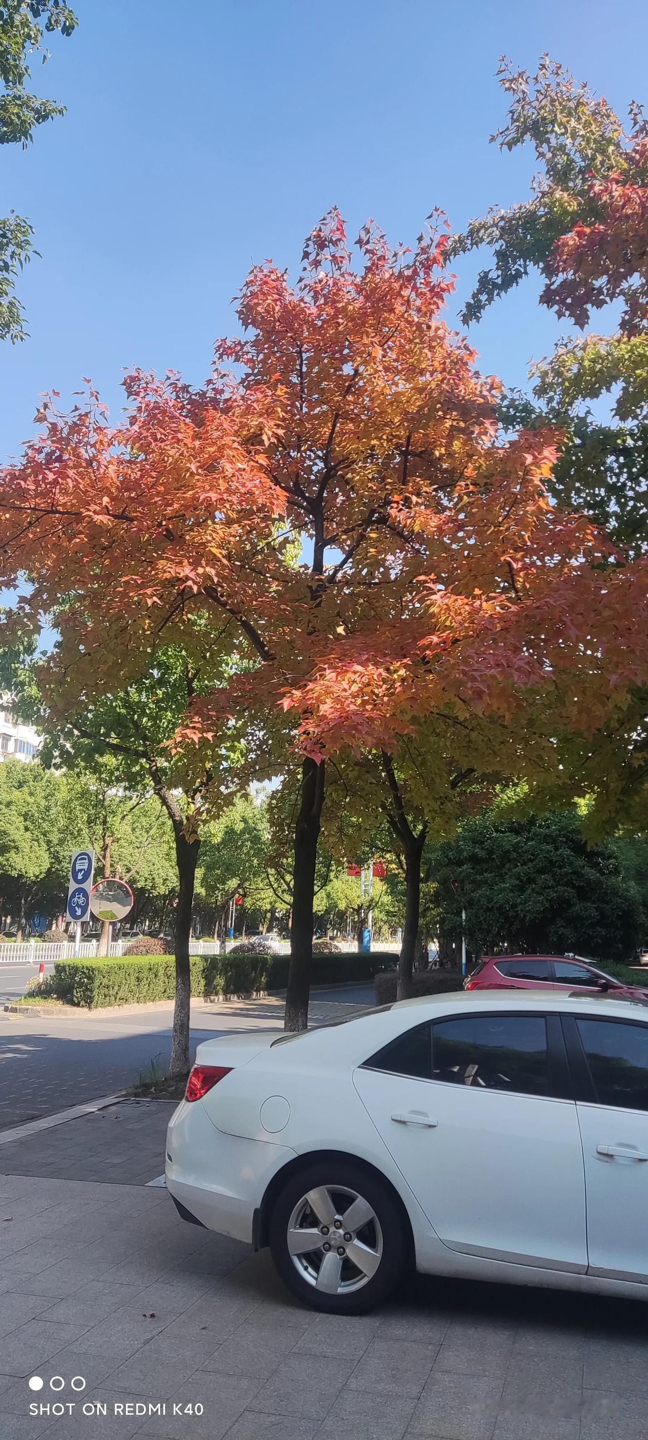 立冬的江南，今天却是这样的。。。。

一>
晨早微风寒，晴阳午后暖。
酒醺立冬日