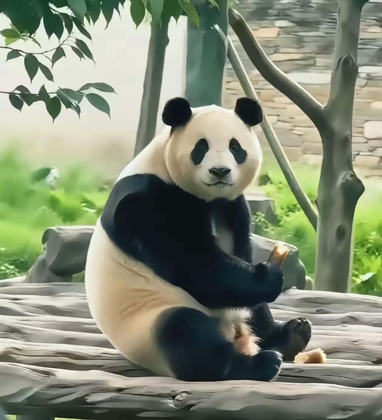 福宝福公主中秋快乐哦
又是一年中秋节你吃到月饼了吗
今天有没有给你大笋笋
一天天