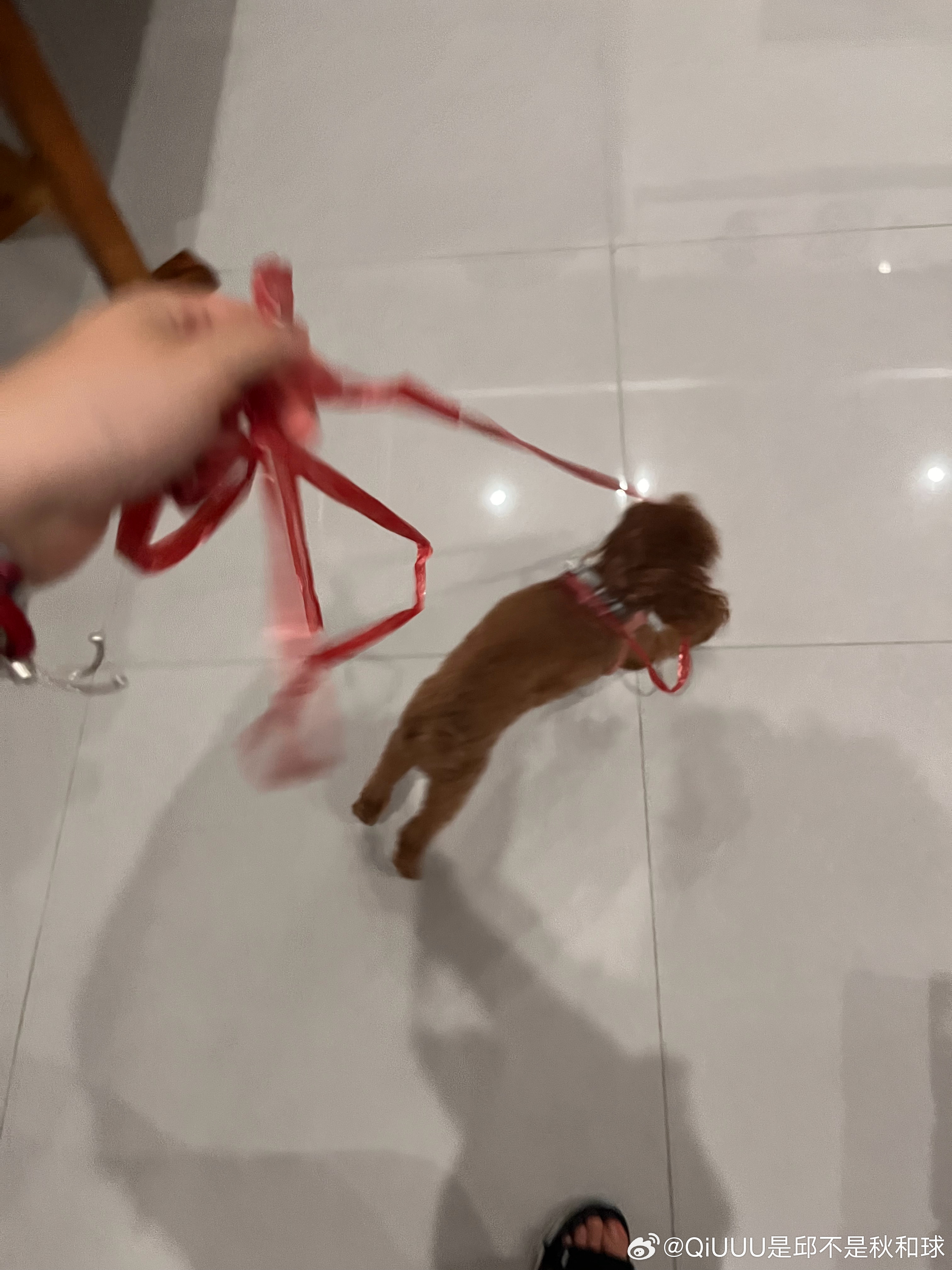 狗绳不见了… 