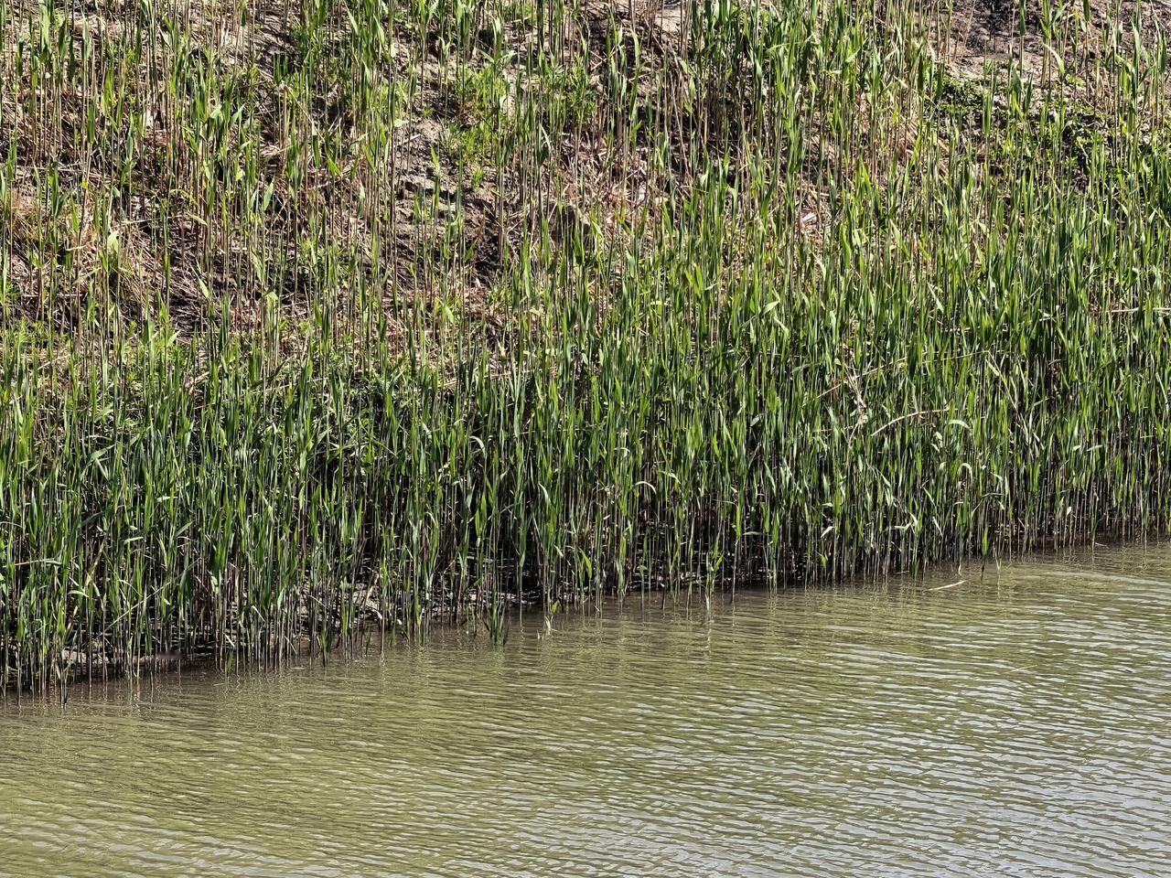 芦苇[祈祷][祈祷][祈祷]