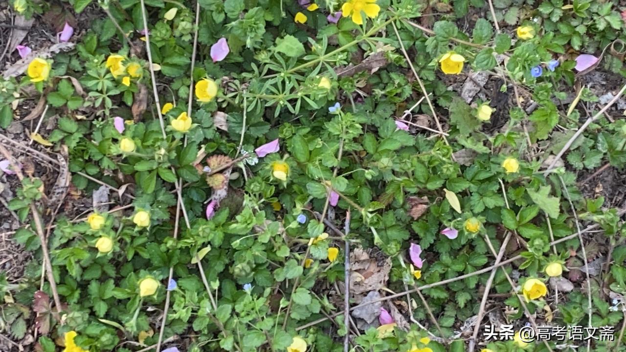 春日生活打卡季春日野花盛开，色彩斑斓的自然之美