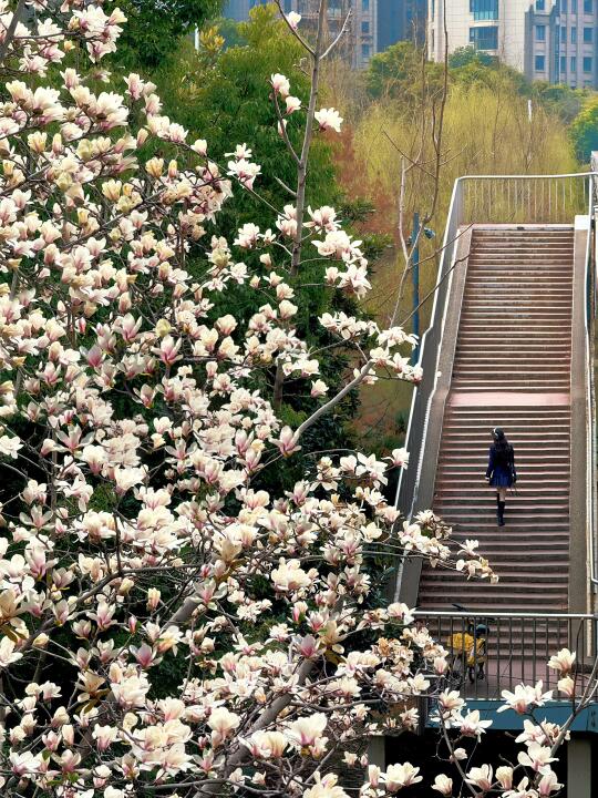 发现一条无人的玉兰花大道🌼