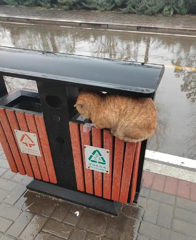 下雨了，一只小猫咪在这种地方躲雨，我想带它回家又不让我靠近！