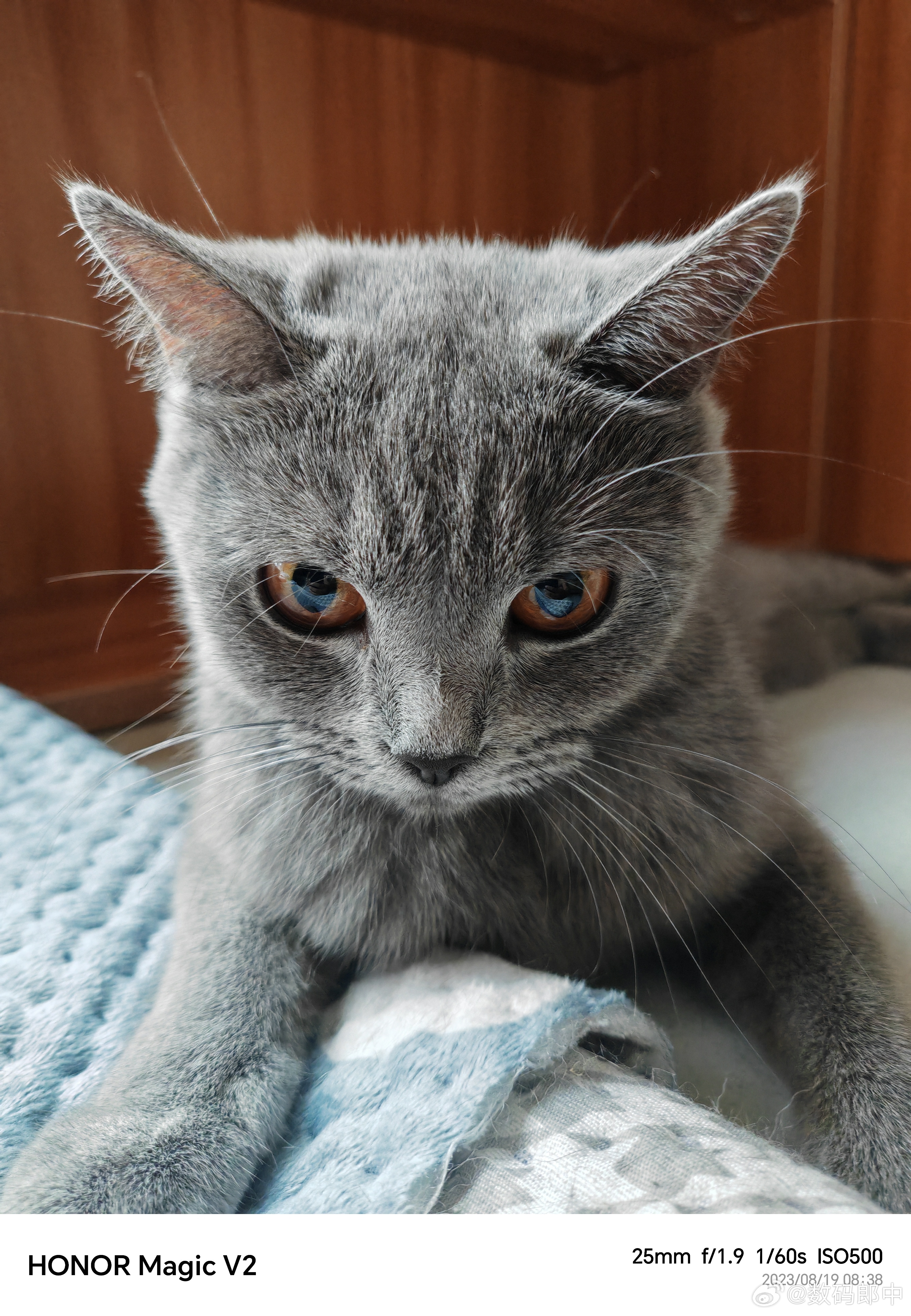 自从小母猫生了个小猫之后是越来越瘦啊[doge]看着都心疼，当妈可真不容易 ​​