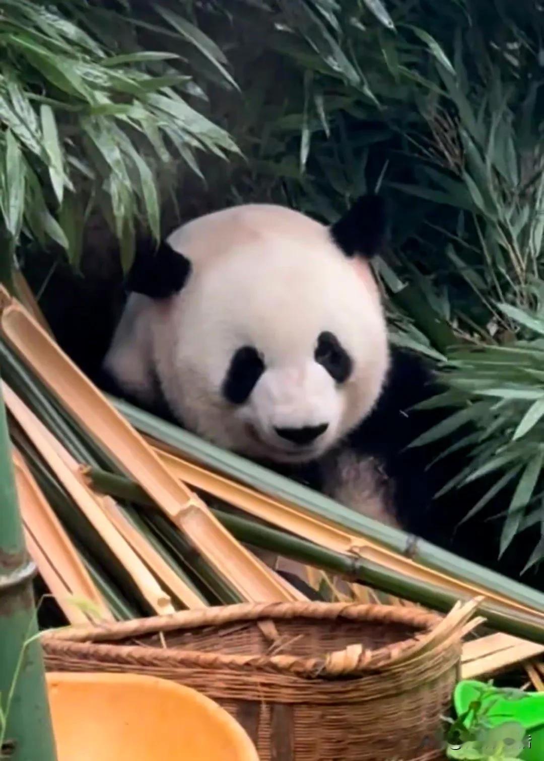 如果不是熟悉的背景，不，哪怕是熟悉的背景，我都有一刹那的恍惚，这是萌二在吃竹子吗