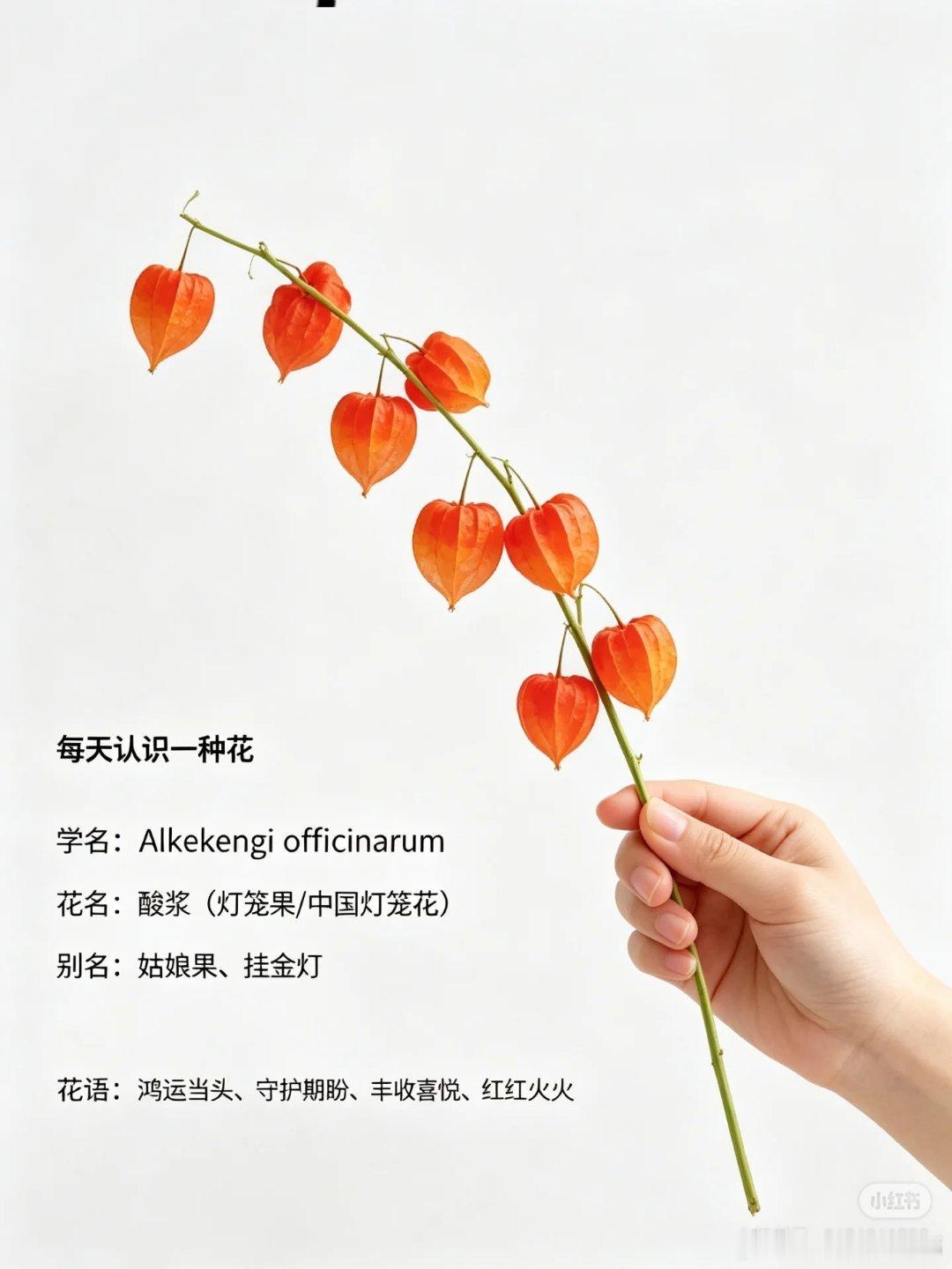 挑战每天认识一种花-酸浆果（酸浆）酸浆果： 氛围感中式灯笼观果花材【花语】丰收圆