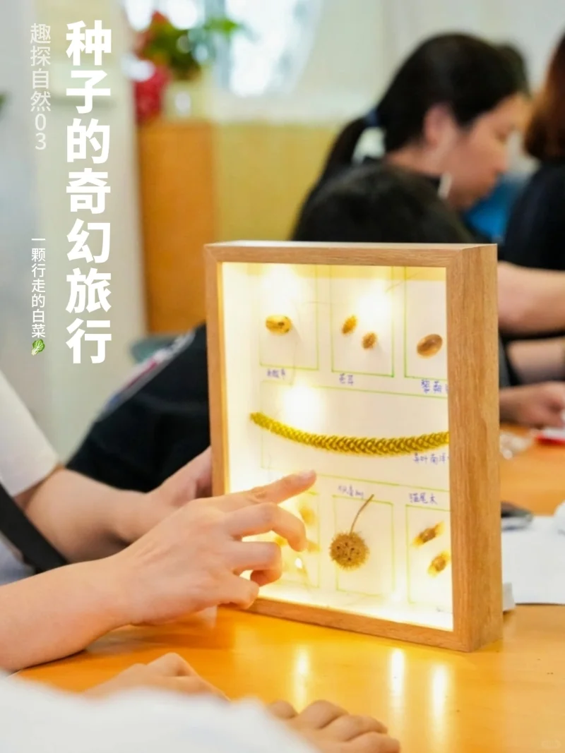 趣探自然03 | 室内种子课也可以很有趣