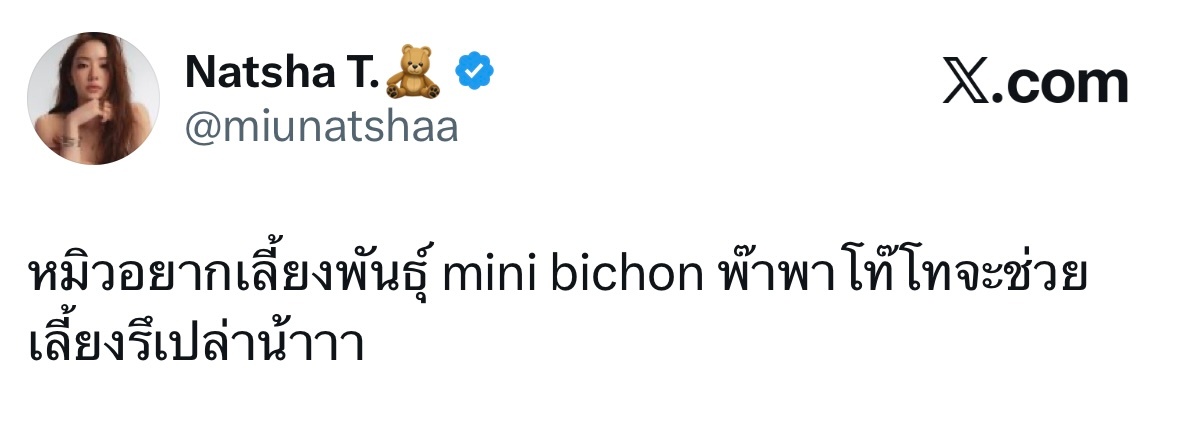 ：miu想养一只mini bichon，papa toto会不会帮忙照顾呀