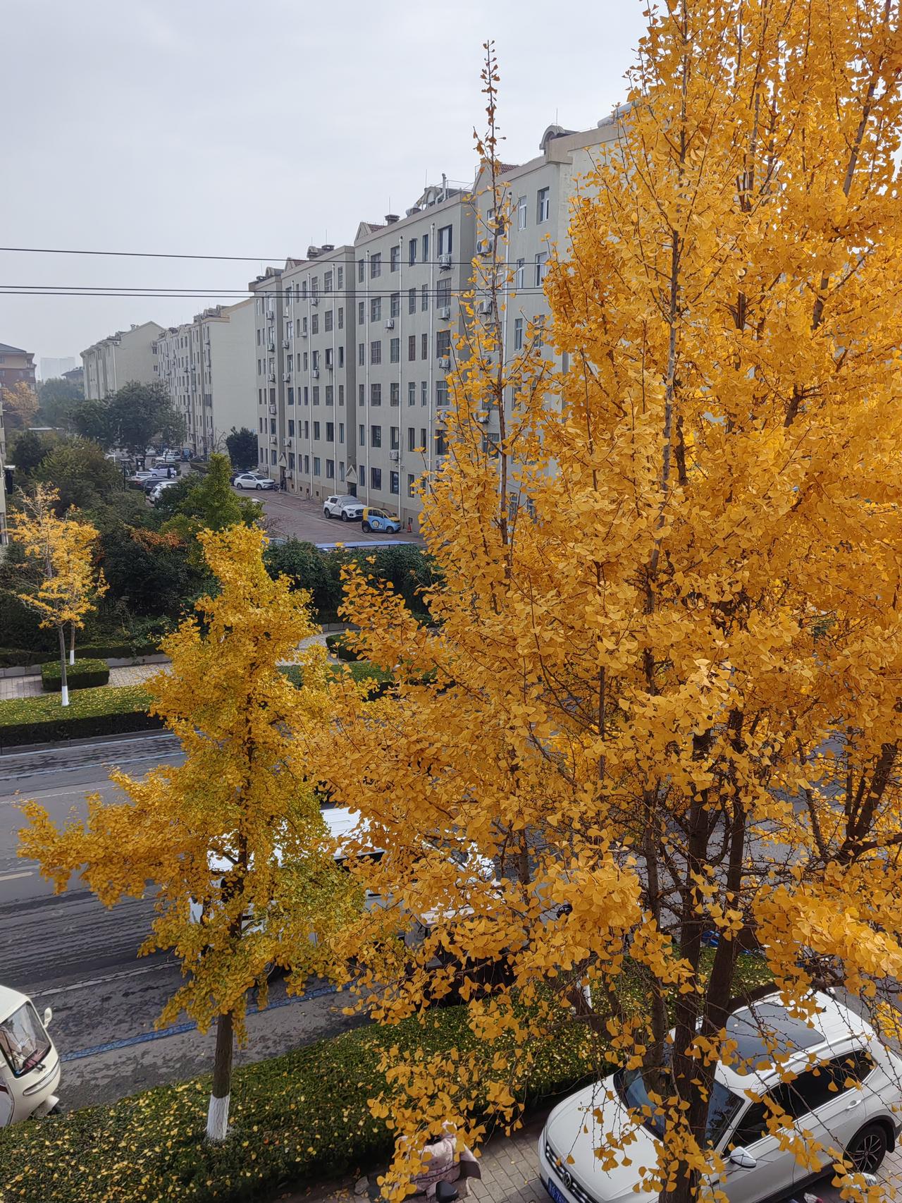 山东省潍坊市文化路的银杏叶黄啦！从胜利东街起步，沿着文化路北行，就像走进了流光溢