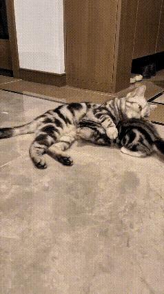 有妈的孩子是个宝
看来不管人和动物都一样啊！[大笑]