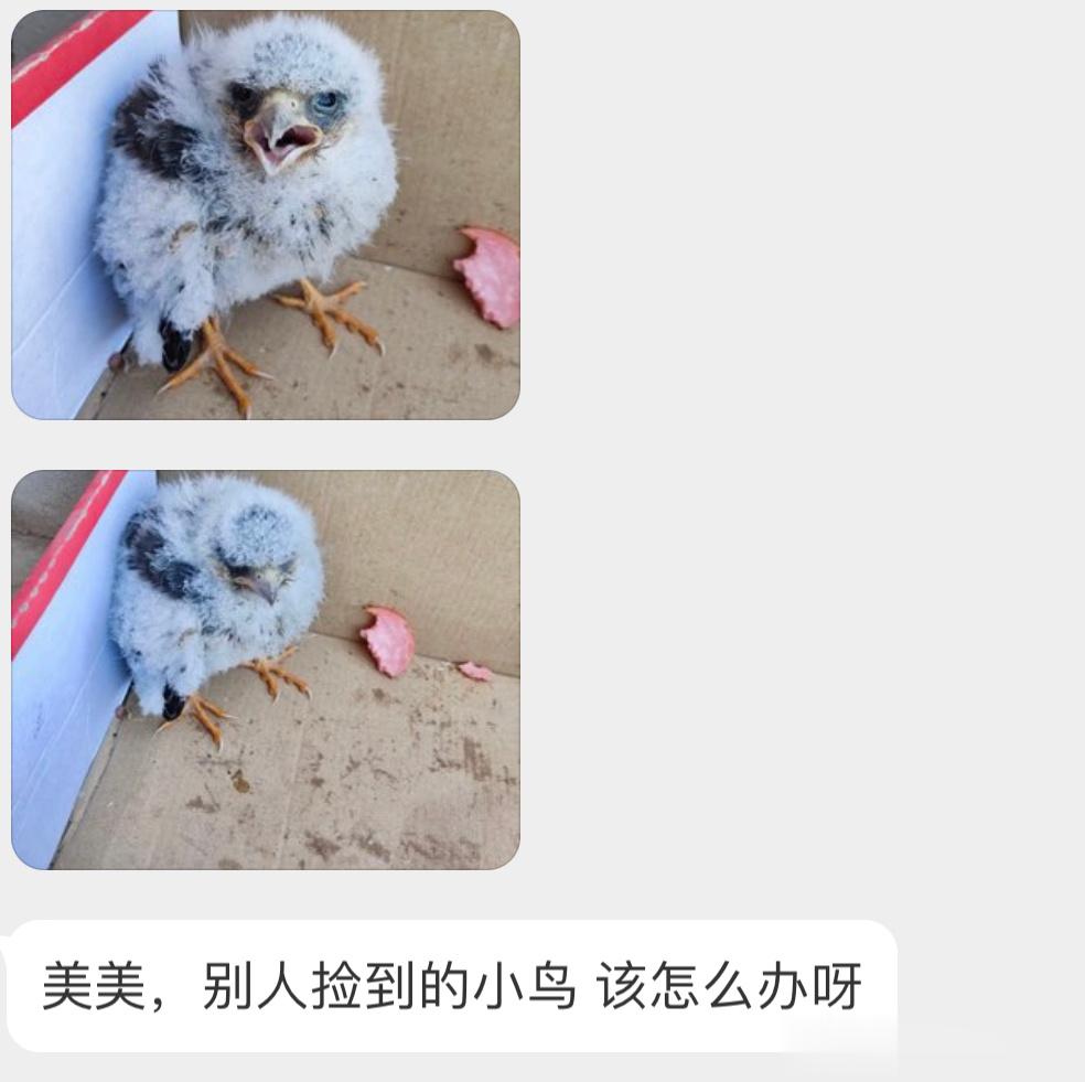 阿穆尔隼的宝宝 像小鸡🐥它们是二级保护鸟类，可以联系警察蜀黍处理 ​​​