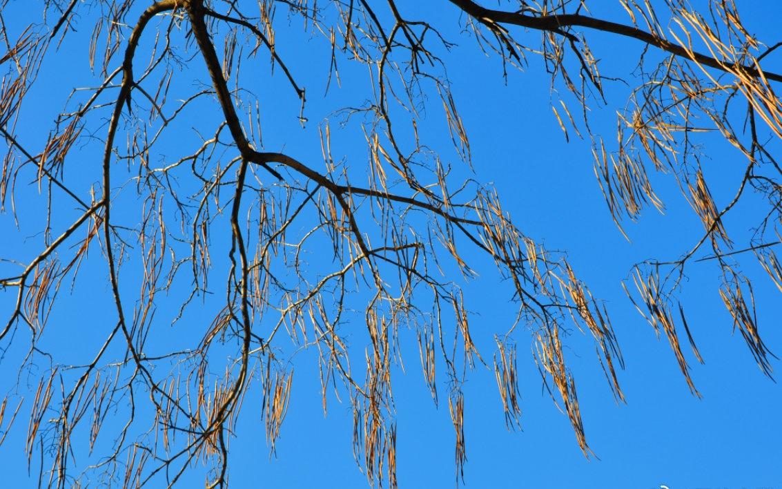 辽宁沈阳：冬枝展冬姿 ​​​