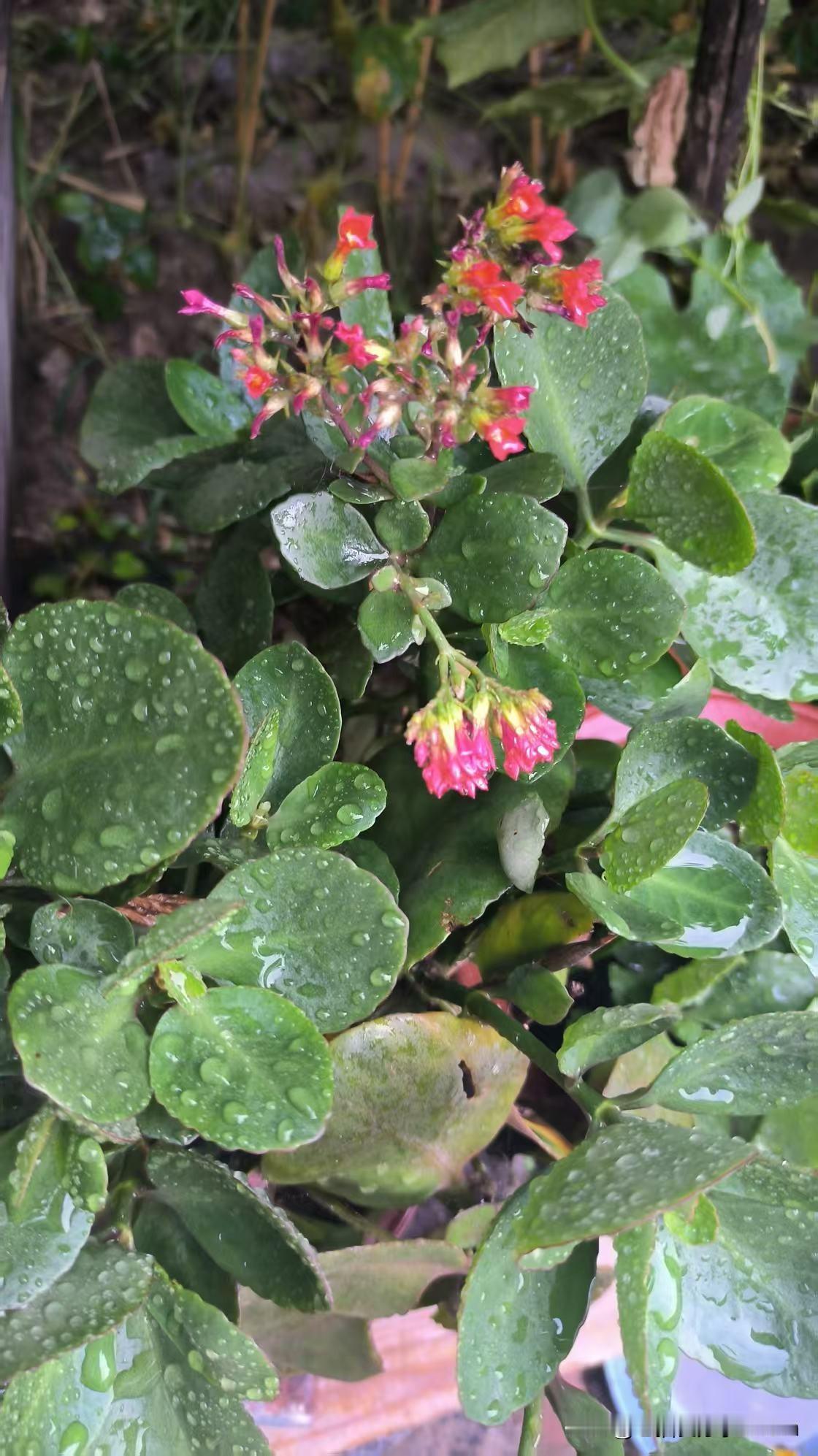 雨后的花花草草