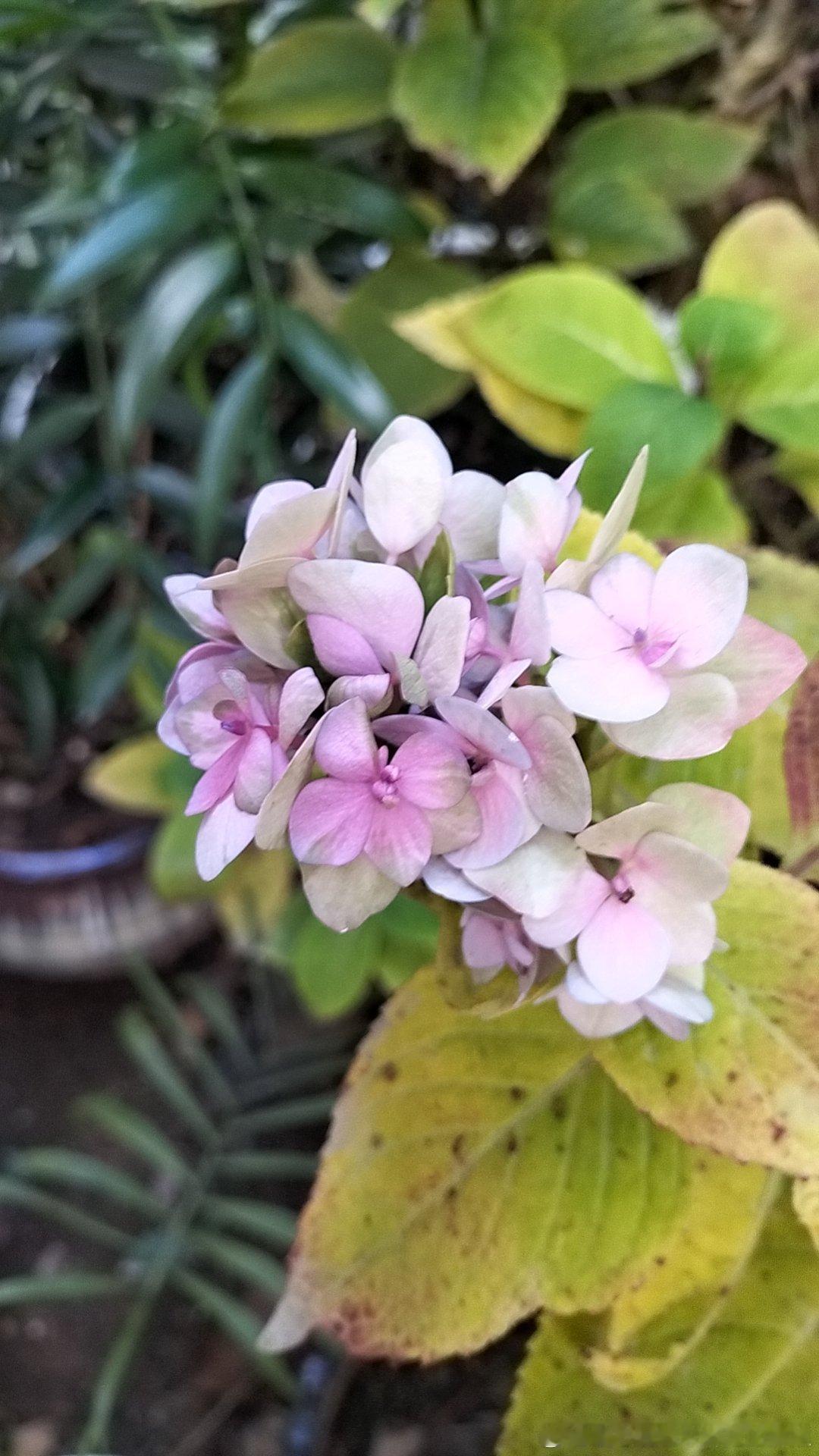 车厘子其实是血糖友好型水果今天去联华超市车厘子j只要99元，5斤jjj只要158