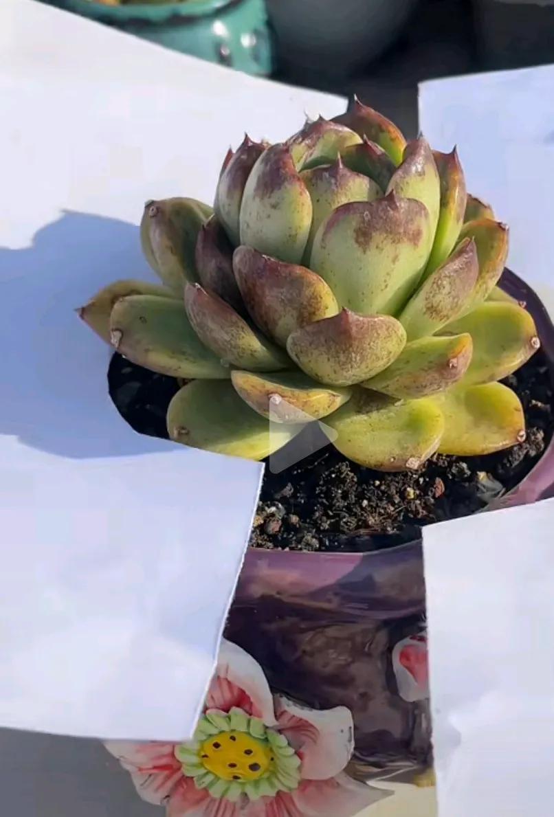 现在知道花是可以人工上色的。原来买过仙人球圆圆的中间有个红色心，特别漂亮。后来慢