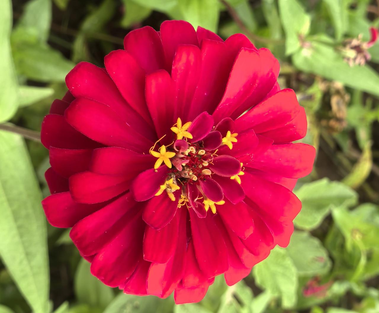 艳丽的百日菊，像小太阳开放在古城襄阳南湖花海中！