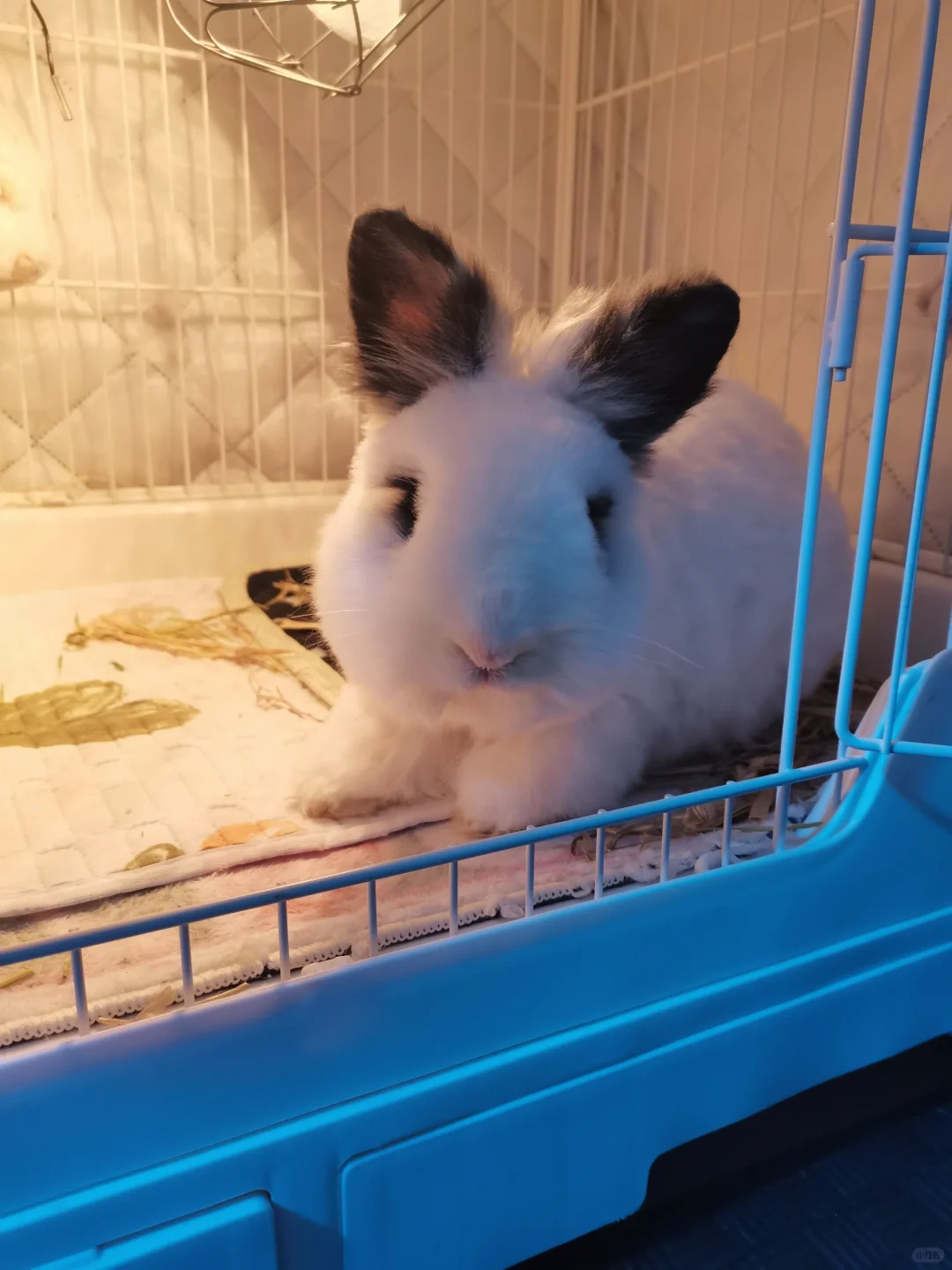 小熊又要过冬了