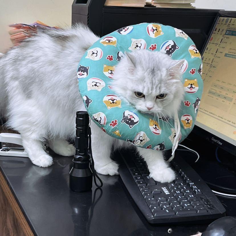 不丢我们小丢也想打字😺 