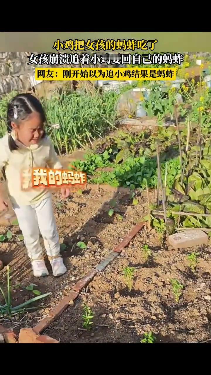 小鸡把女孩的蚂炸吃了，女孩崩溃追着小鸡要回自己的蚂炸。
网友：刚开始以为追小鸡结