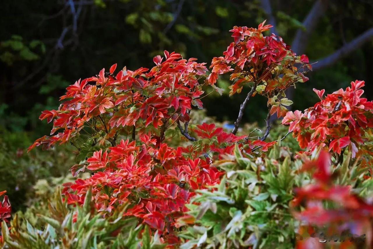 秋叶红《首发》
不告诉你你知道这些红叶是什么植物的叶子？#秋季花草随拍# #冬日