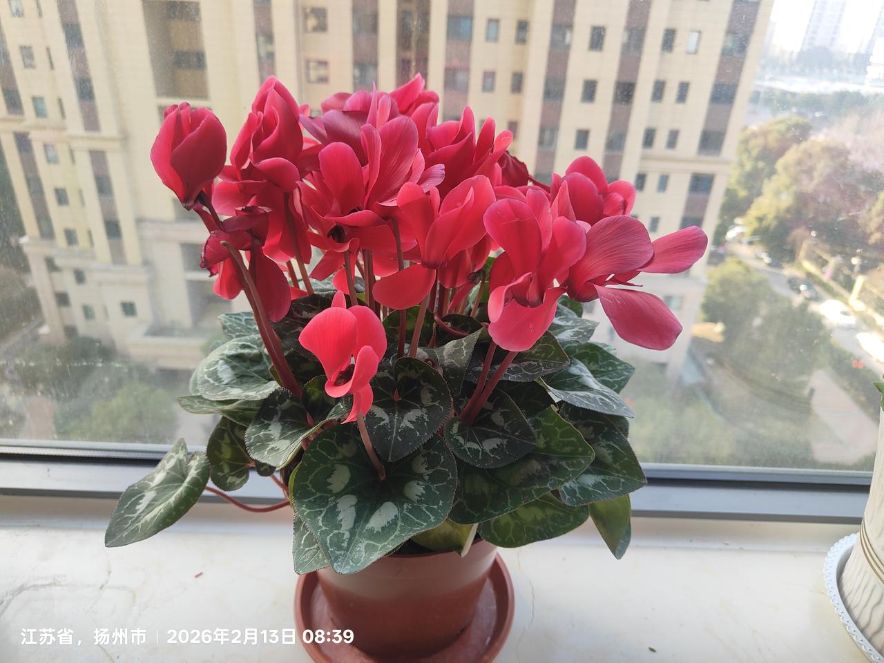 新年将至。在市场买了两盆花。虽然年味越来越寡淡。但生活的仪式感还是要有的。
这两