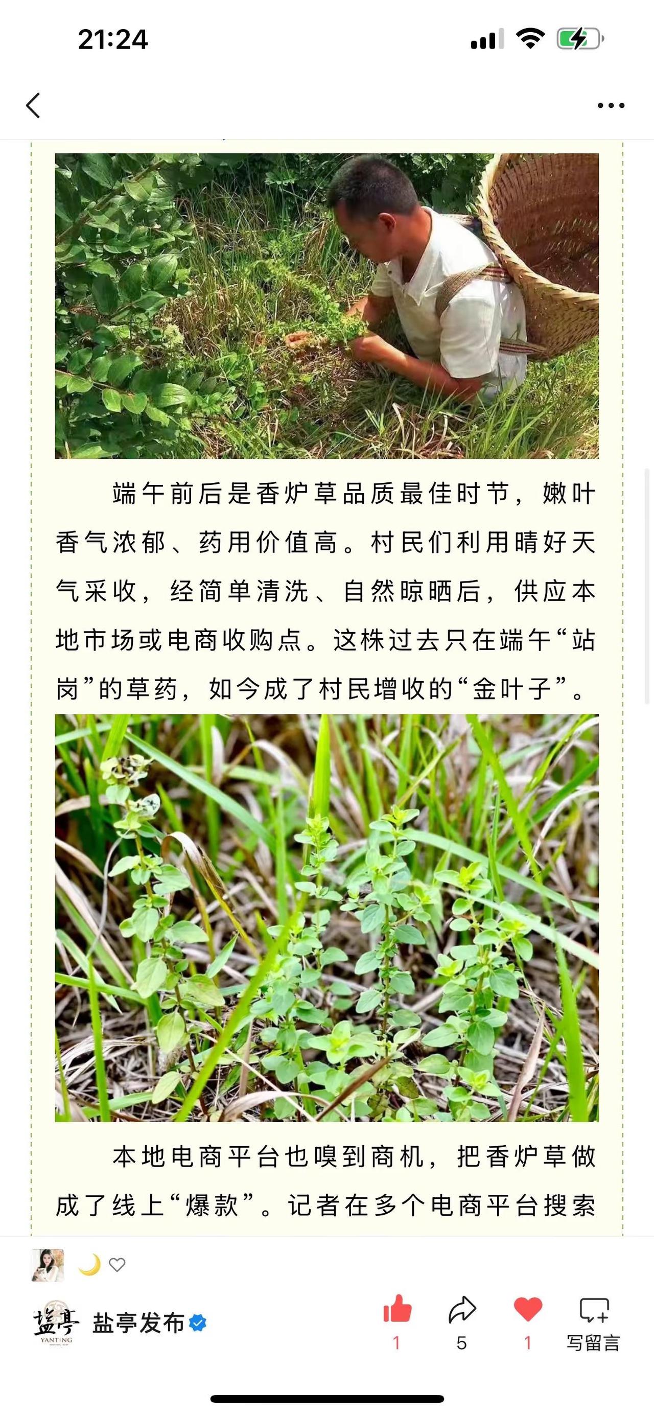 听说香笼草火了！乡村生活三农三农流量扶持计划