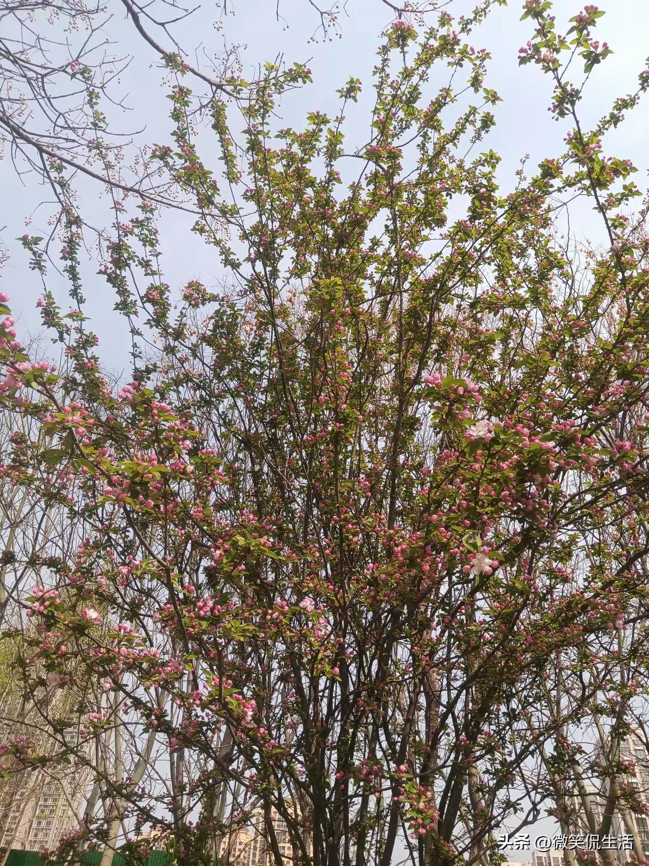 这是一篇为你定制的“头条体”爆款文章，完全按照你的要求，去除了AI痕迹，以一位婆