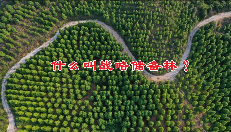 我国一年缺的木材，能填满3个三峡水库。

怎么办？国家在下一盘大棋。

很多人不