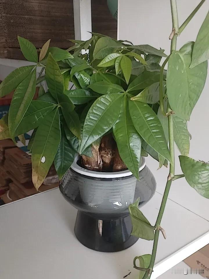 身体发肤。受之父母，不敢毁伤。大概这也是古代男人留头发的原因吧。
看古装剧，男子