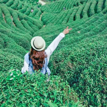 楠楠的野路子