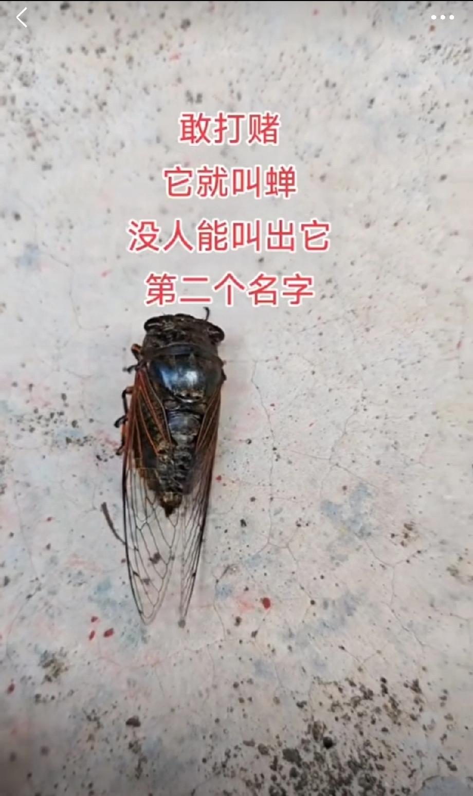 它有第二个名字吗？肯定有，可惜巢湖话太土，方言的很多字根本不会写[捂脸]