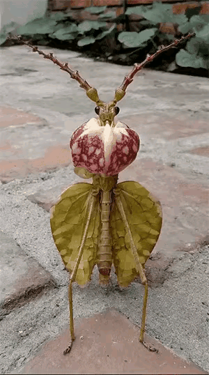 快来看！这虫子是真实存在的还是AI瞎画的？网友说它是伪装成花的虫子。
我寻思老天