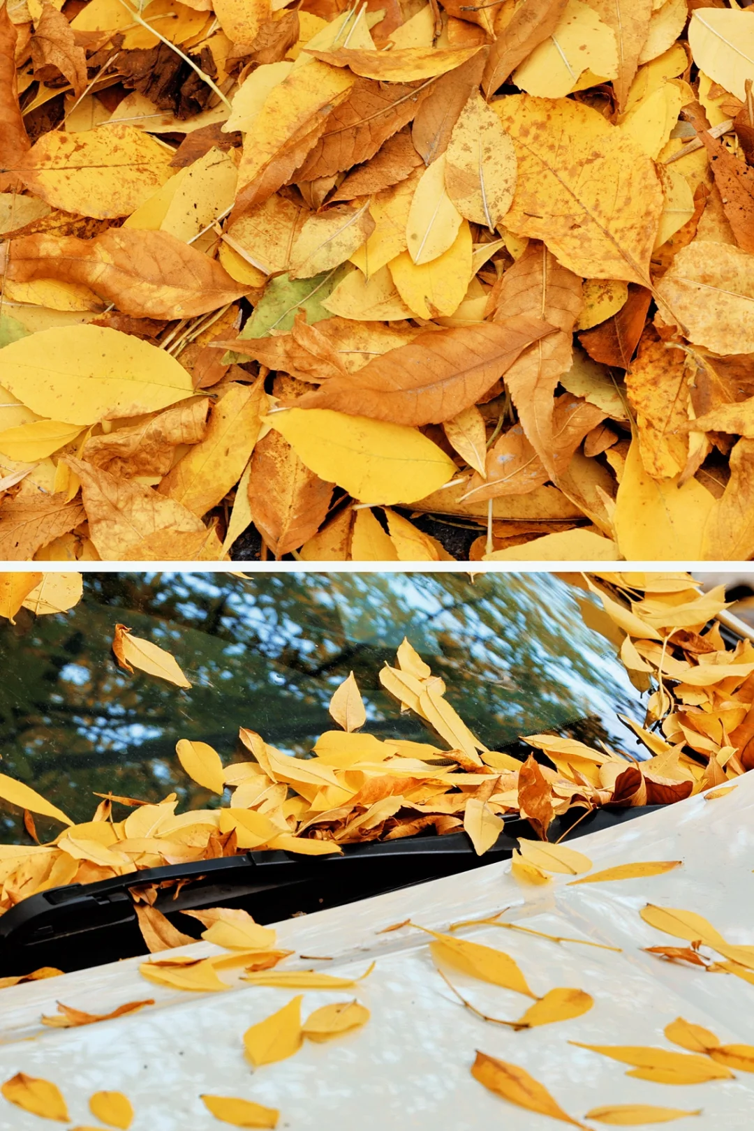 10.15实况🍂三里屯秋色已上线，本周可冲❗️