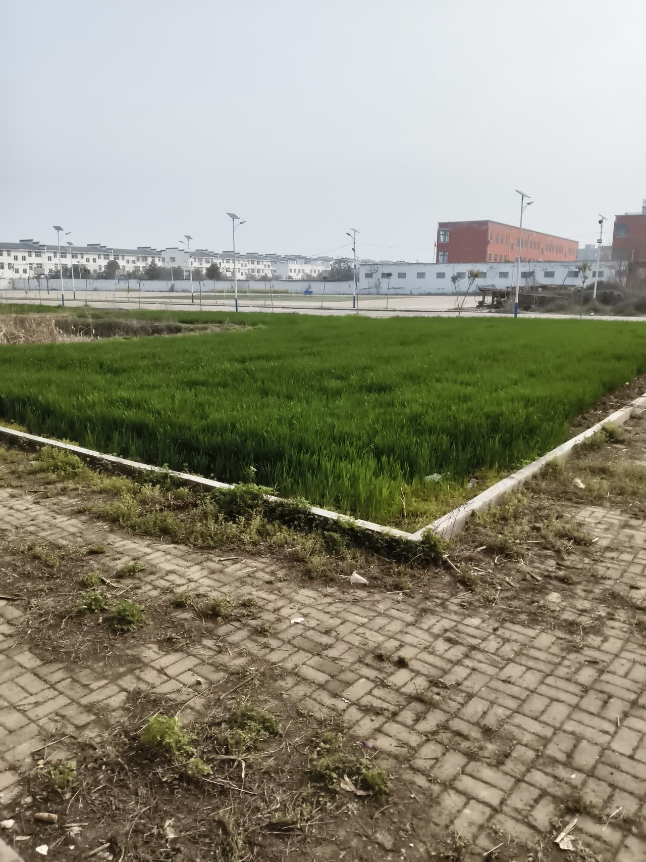 晒出你的本地生活今年的小麦长得非常不好啊。关键是年后的雪下的太多了。温度一直上不