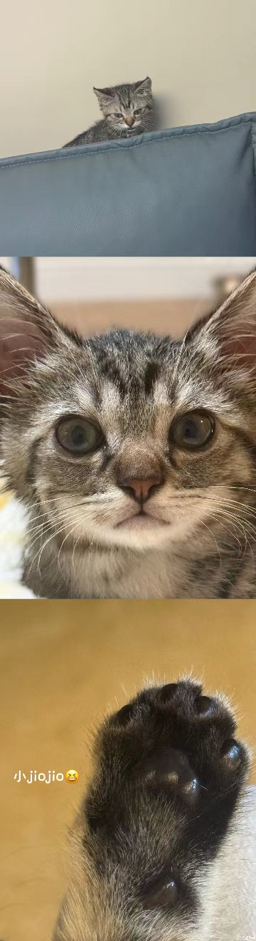 张奕然收养的是流浪猫收留漂泊小生命，张奕然的善良藏在细节里 