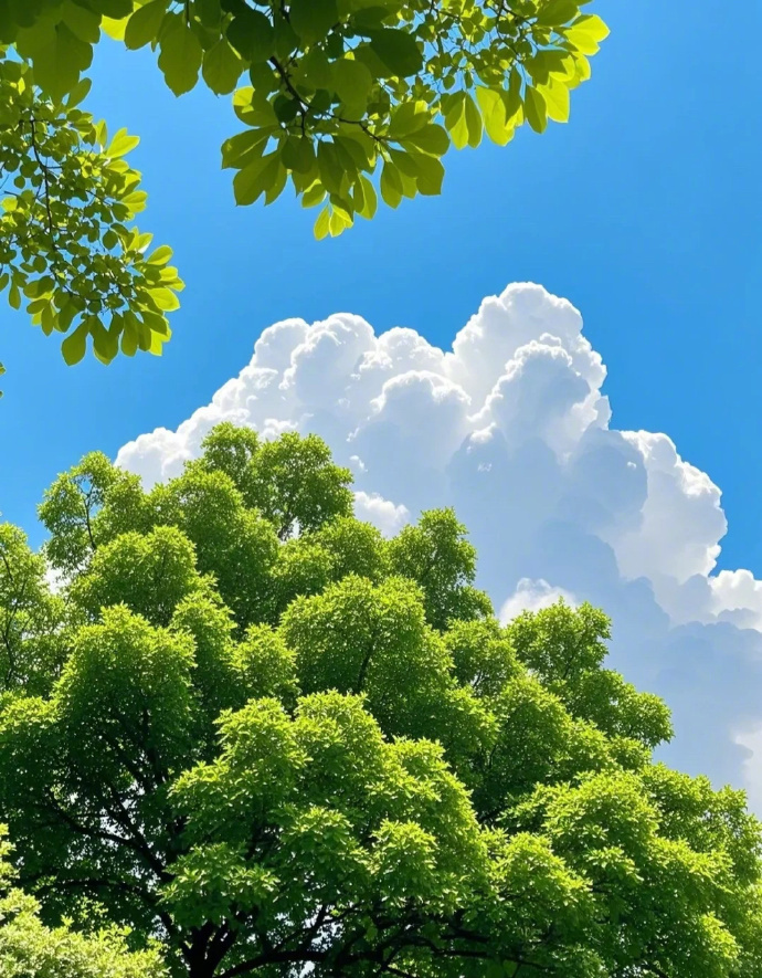 "谁能拒绝仰头就是一片湛蓝啊好治愈💚 蓝天白云绿叶 ​ ​​​" ​​​