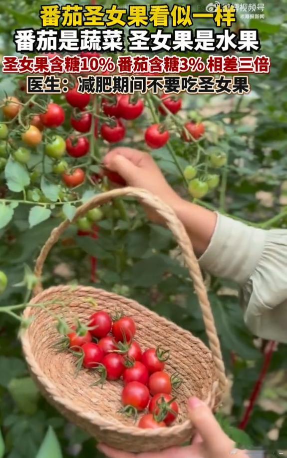 医生建议减肥期间不要吃圣女果 减肥吃圣女果都已经是我让步了，你现在跟我说圣女果也