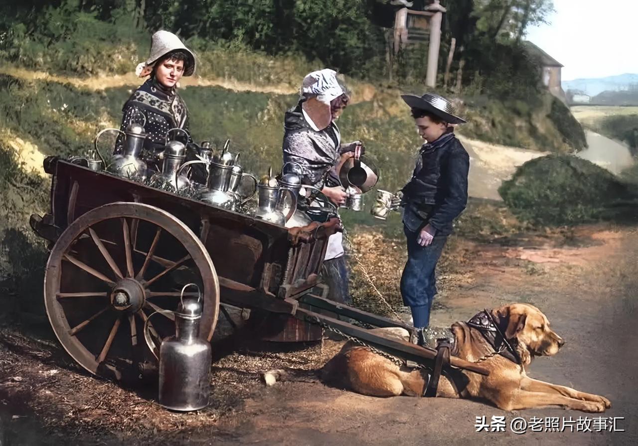 1900年左右，比利时路边卖牛奶的女人。