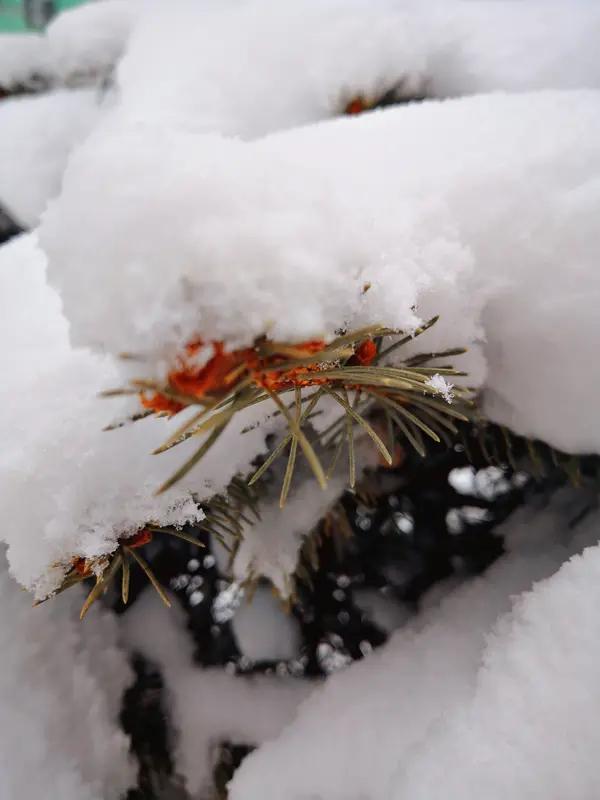 上联是：雪打松枝梅花俏，求下联霜凝枫叶竹韵幽。