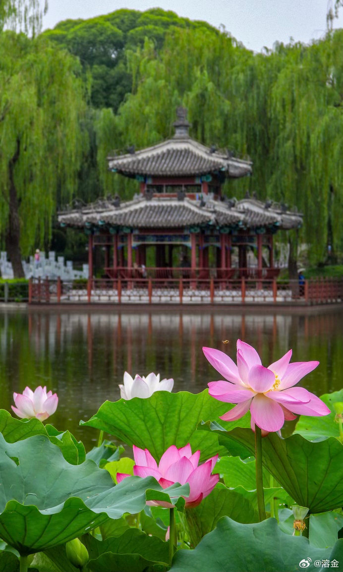 【陶然亭】疏烟初散，雨过亭台淡。柳拂荷塘风浅浅，一片红荷舒艳。吹台静纳清光，闲行