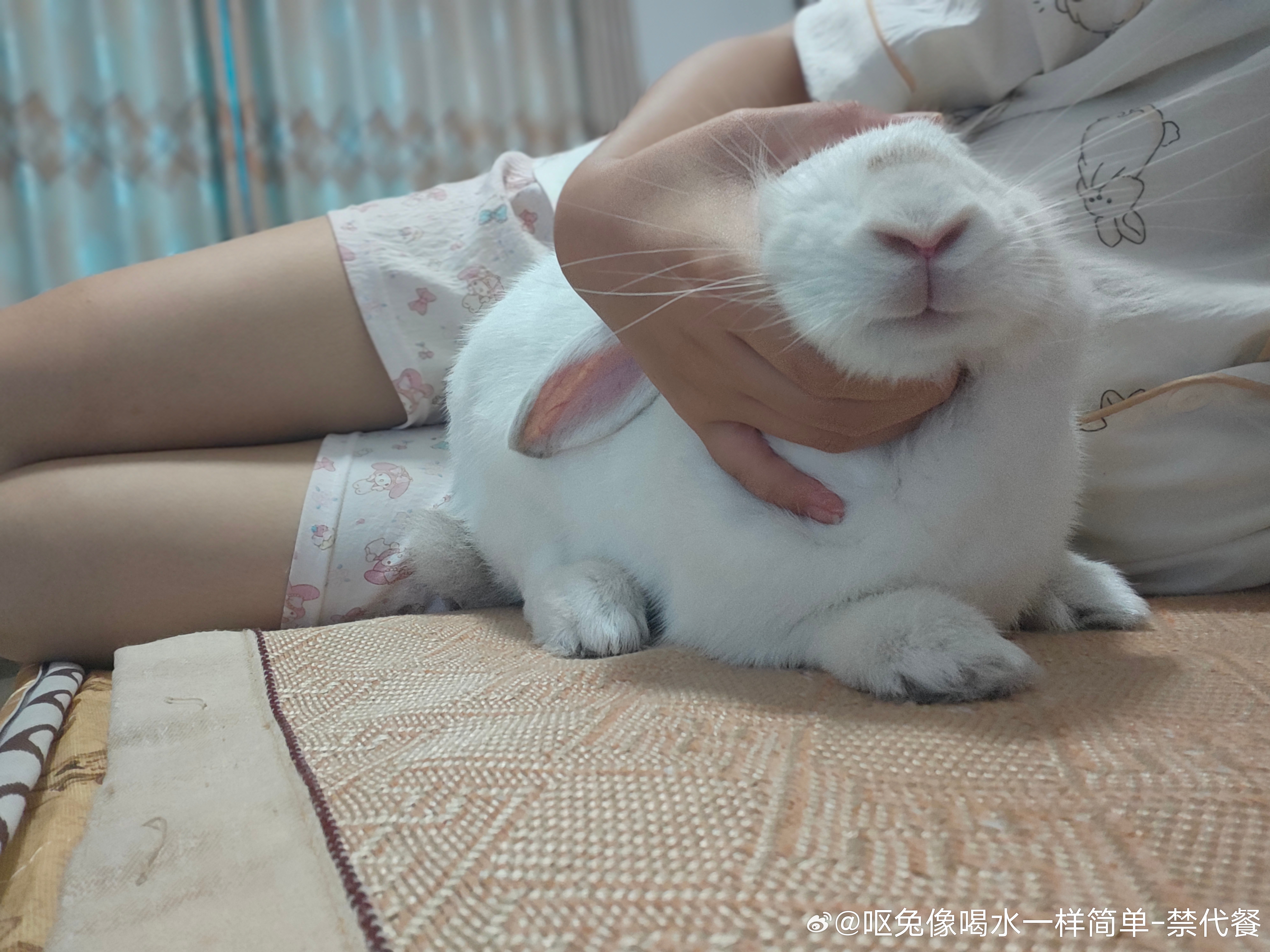 13606🐇【萌萌兔来也1.0】 
