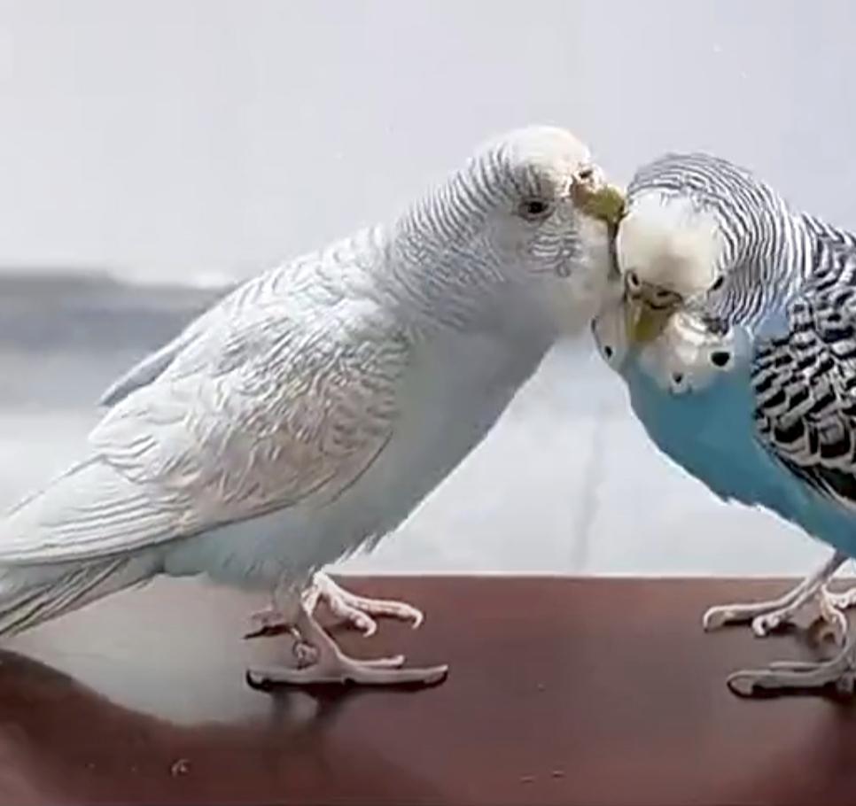 鸟子在接吻两只鹦鹉在亲昵.