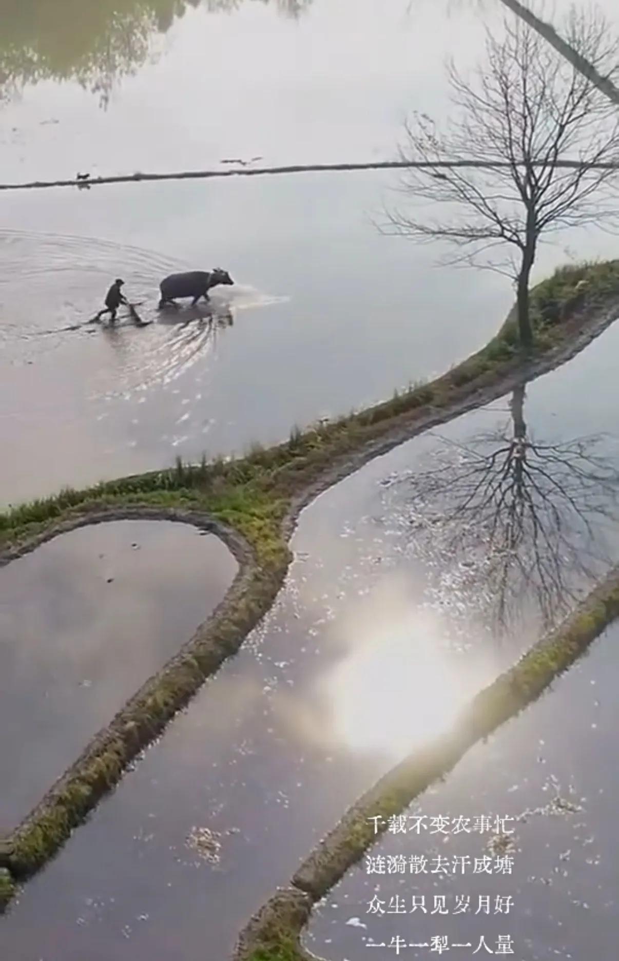 千载不变农事忙
涟漪散去汗成塘
众生只见岁月好
一牛一犁一人量
