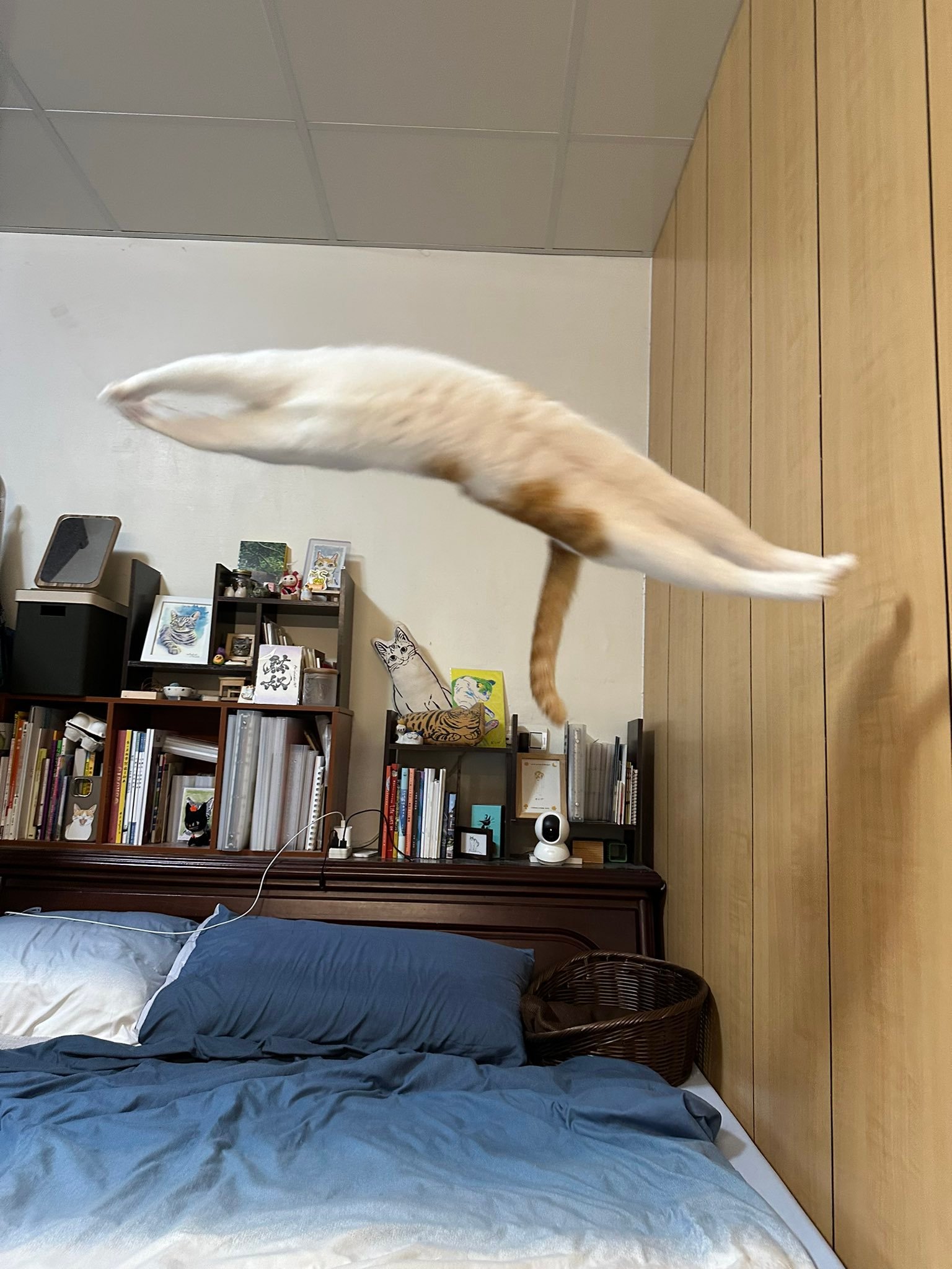 飞翔的荷兰猫 ​​​