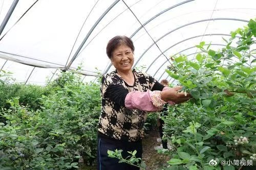 【上饶蓝莓喜丰收 】5月20日，上饶市广信区清水乡六百亩蓝莓迎来成熟采收期，工人